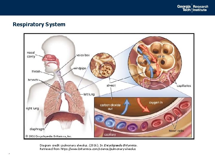 Respiratory System Diagram credit: pulmonary alveolus. (2016). In Encyclopædia Britannica. Retrieved from https: //www.