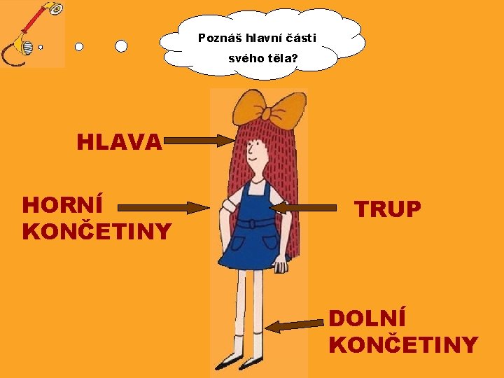 Poznáš hlavní části svého těla? HLAVA HORNÍ KONČETINY TRUP DOLNÍ KONČETINY 