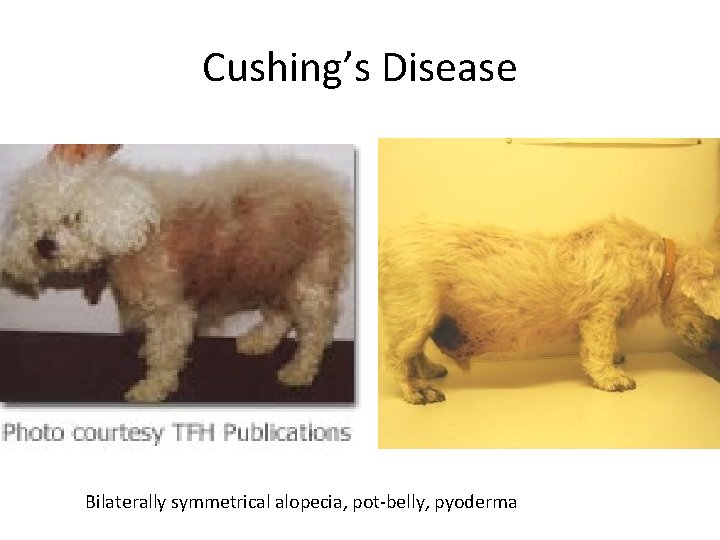 Cushing’s Disease Bilaterally symmetrical alopecia, pot-belly, pyoderma 