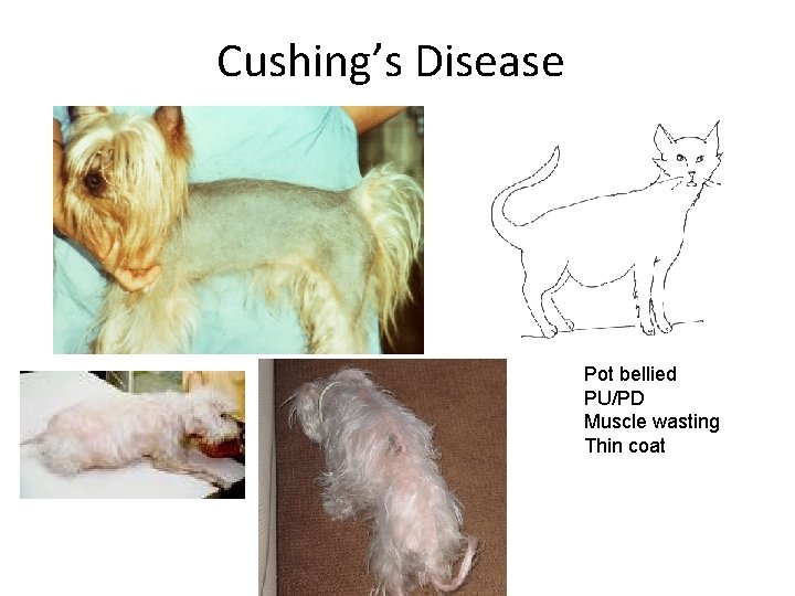 Cushing’s Disease Pot bellied PU/PD Muscle wasting Thin coat 