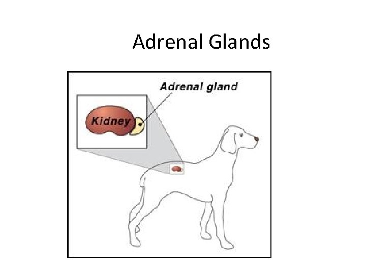 Adrenal Glands 