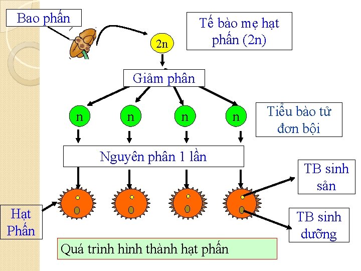 Bao phấn Tế bào mẹ hạt phấn (2 n) 2 n Giảm phân n