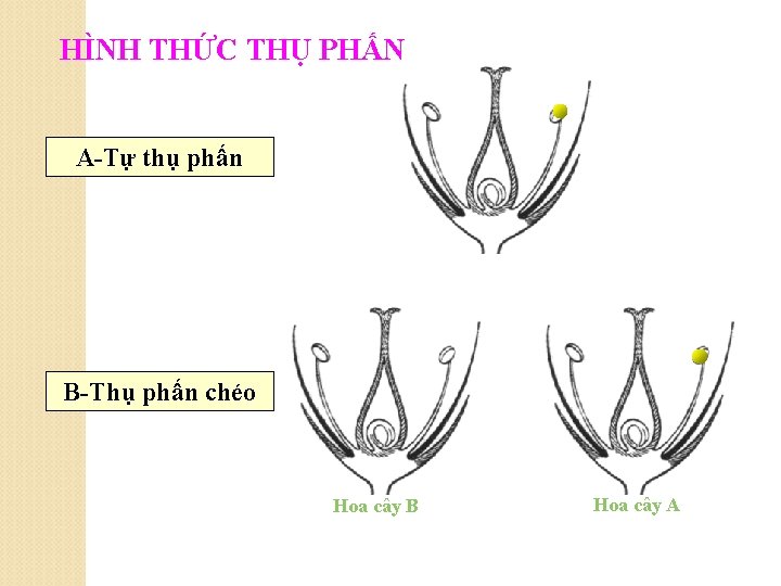 HÌNH THỨC THỤ PHẤN A-Tự thụ phấn B-Thụ phấn chéo Hoa cây B Hoa