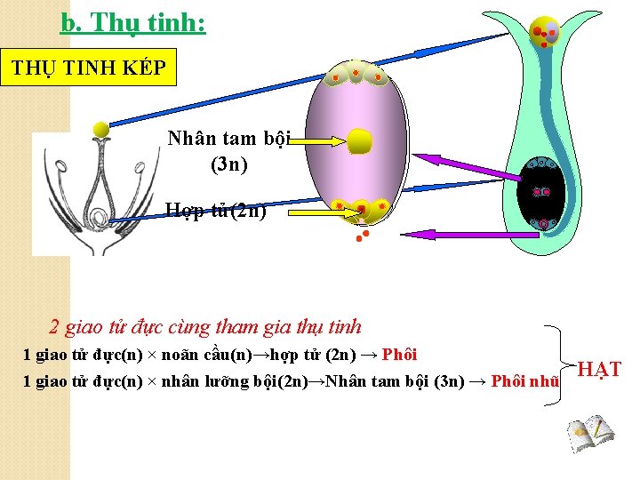 b. Thụ tinh: THỤ TINH KÉP Nhân tam bội (3 n) Hợp tử(2 n)