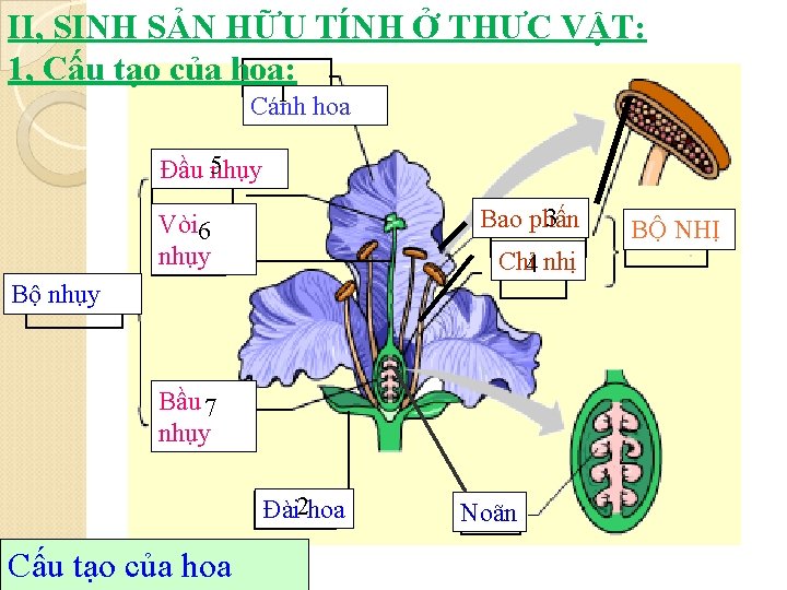 II, SINH SẢN HỮU TÍNH Ở THƯC VẬT: 1, Cấu tạo của hoa: 1