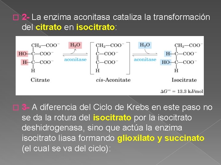 � 2 - La enzima aconitasa cataliza la transformación del citrato en isocitrato: �