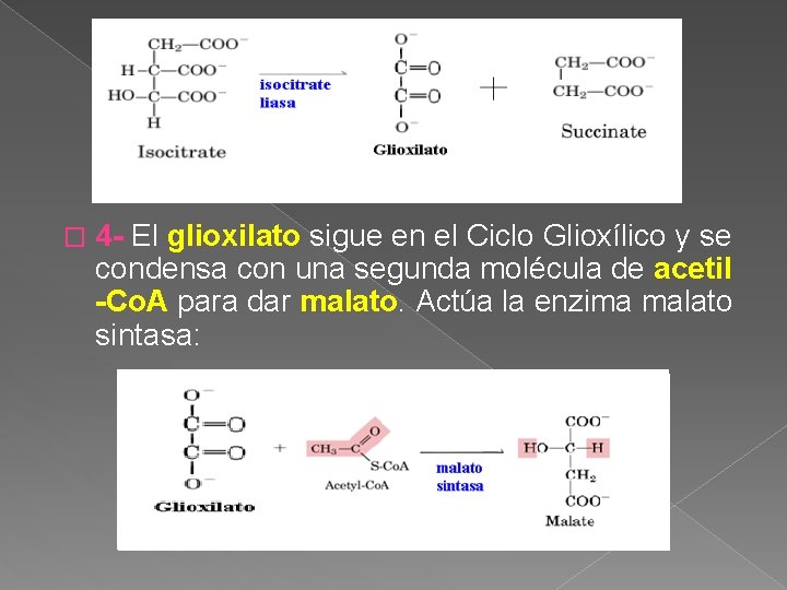 � 4 - El glioxilato sigue en el Ciclo Glioxílico y se condensa con