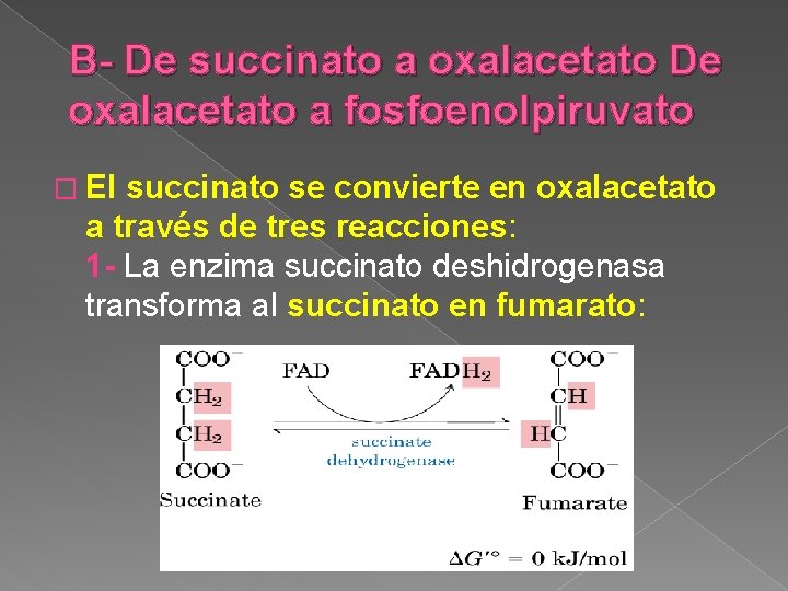 B- De succinato a oxalacetato De oxalacetato a fosfoenolpiruvato � El succinato se convierte