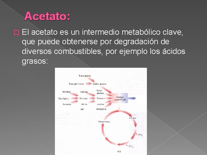Acetato: � El acetato es un intermedio metabólico clave, que puede obtenerse por degradación