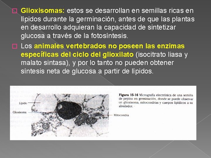 Glioxisomas: estos se desarrollan en semillas ricas en lípidos durante la germinación, antes de