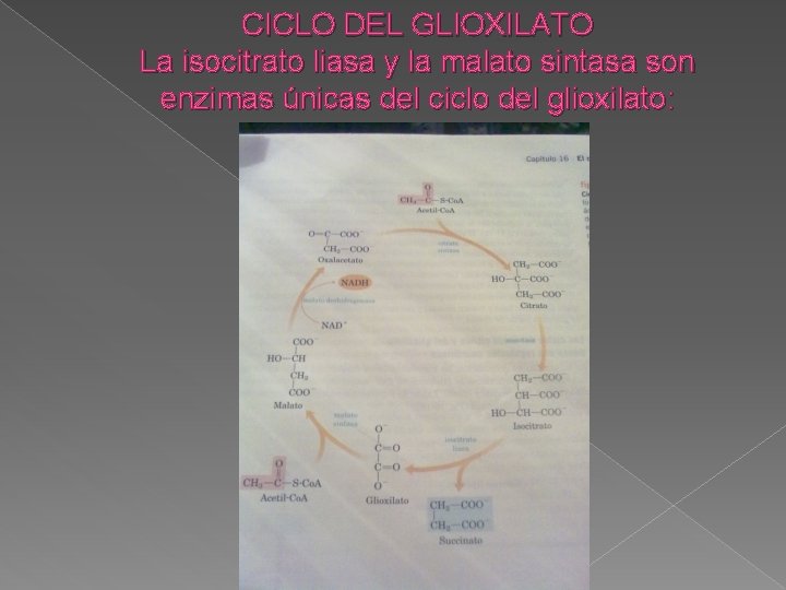 CICLO DEL GLIOXILATO La isocitrato liasa y la malato sintasa son enzimas únicas del