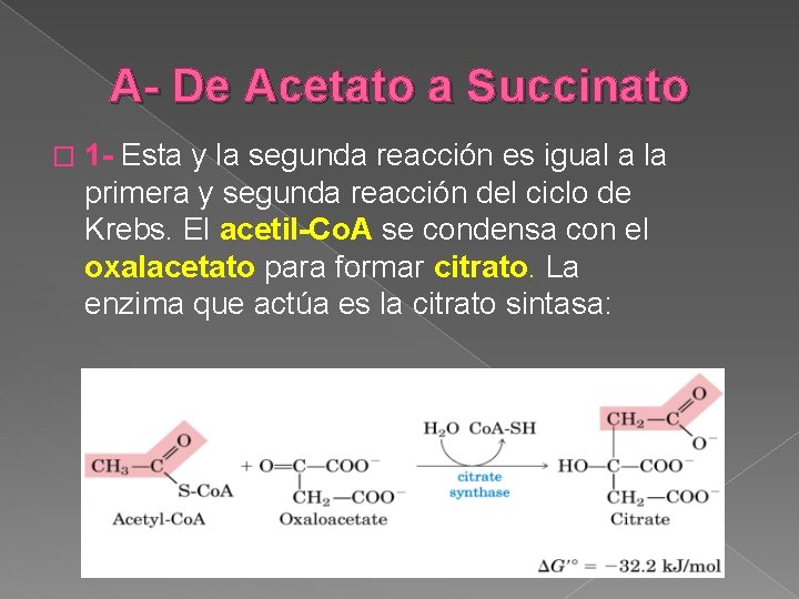 A- De Acetato a Succinato � 1 - Esta y la segunda reacción es