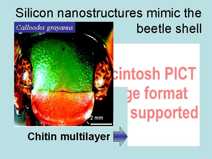 Silicon nanostructures mimic the Calloodes grayanus beetle shell 2 mm Chitin multilayer 