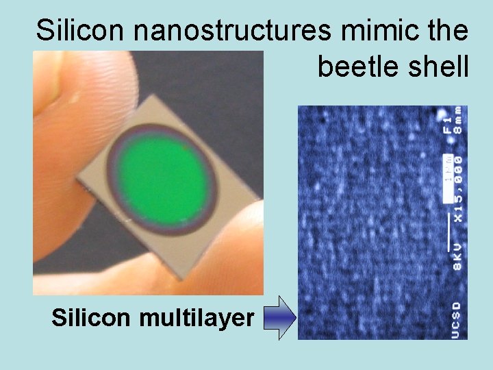 Silicon nanostructures mimic the beetle shell Silicon multilayer 