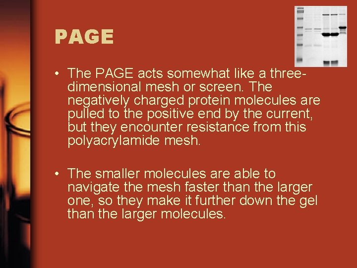 PAGE • The PAGE acts somewhat like a threedimensional mesh or screen. The negatively