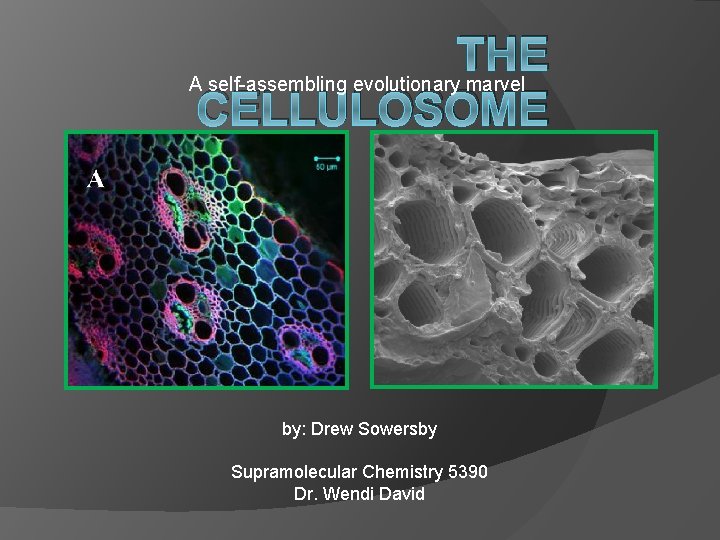 THE A self-assembling evolutionary marvel CELLULOSOME by: Drew Sowersby Supramolecular Chemistry 5390 Dr. Wendi