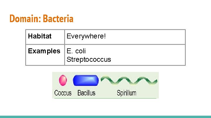 Domain: Bacteria Habitat Everywhere! Examples E. coli Streptococcus 