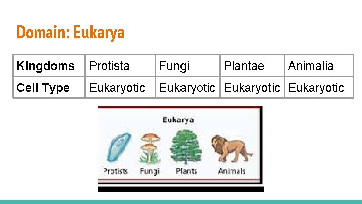 Domain: Eukarya Kingdoms Protista Fungi Plantae Animalia Cell Type Eukaryotic 