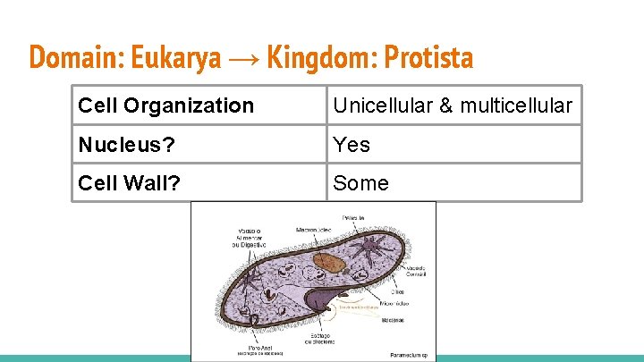 Domain: Eukarya → Kingdom: Protista Cell Organization Unicellular & multicellular Nucleus? Yes Cell Wall?