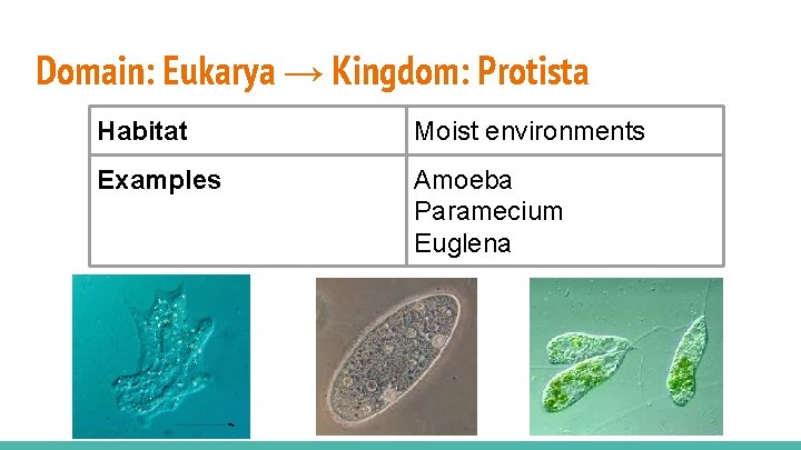 Domain: Eukarya → Kingdom: Protista Habitat Moist environments Examples Amoeba Paramecium Euglena 