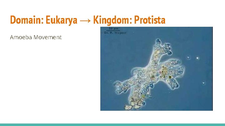 Domain: Eukarya → Kingdom: Protista Amoeba Movement 