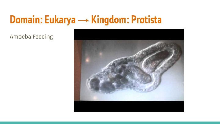 Domain: Eukarya → Kingdom: Protista Amoeba Feeding 