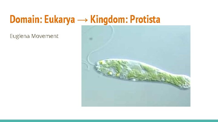 Domain: Eukarya → Kingdom: Protista Euglena Movement 