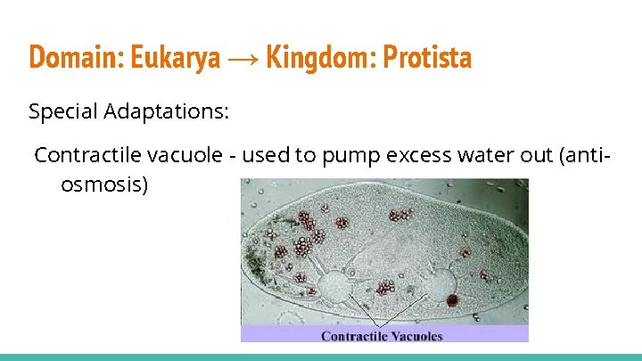 Domain: Eukarya → Kingdom: Protista Special Adaptations: Contractile vacuole - used to pump excess