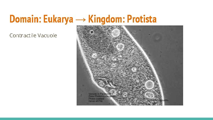 Domain: Eukarya → Kingdom: Protista Contractile Vacuole 