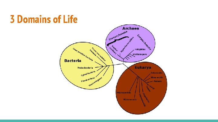 3 Domains of Life 