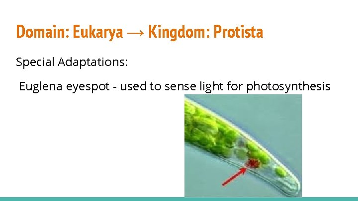 Domain: Eukarya → Kingdom: Protista Special Adaptations: Euglena eyespot - used to sense light