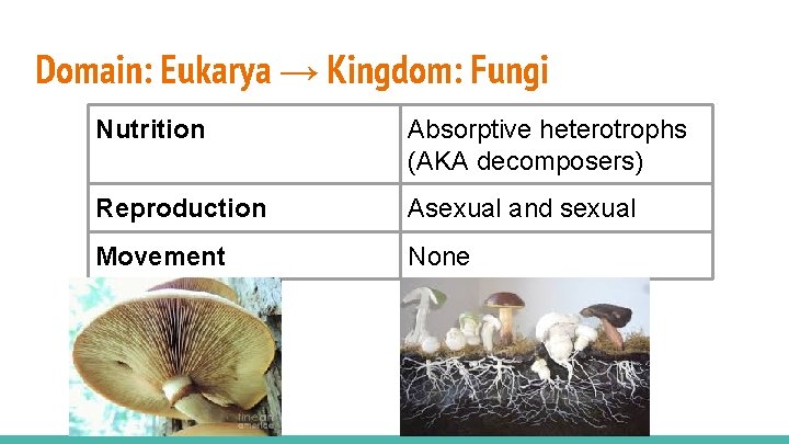 Domain: Eukarya → Kingdom: Fungi Nutrition Absorptive heterotrophs (AKA decomposers) Reproduction Asexual and sexual