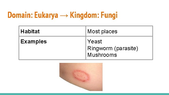 Domain: Eukarya → Kingdom: Fungi Habitat Most places Examples Yeast Ringworm (parasite) Mushrooms 