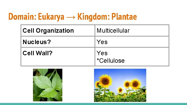 Domain: Eukarya → Kingdom: Plantae Cell Organization Multicellular Nucleus? Yes Cell Wall? Yes *Cellulose