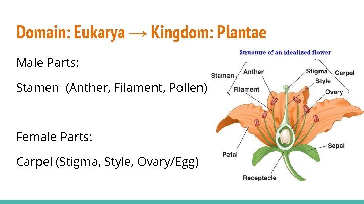 Domain: Eukarya → Kingdom: Plantae Male Parts: Stamen (Anther, Filament, Pollen) Female Parts: Carpel