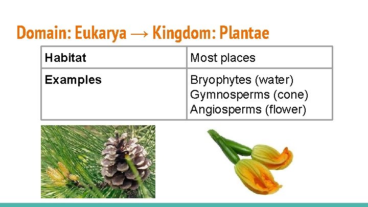Domain: Eukarya → Kingdom: Plantae Habitat Most places Examples Bryophytes (water) Gymnosperms (cone) Angiosperms