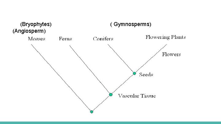 (Bryophytes) (Angiosperm) ( Gymnosperms) 