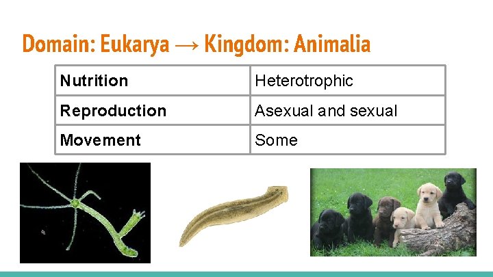 Domain: Eukarya → Kingdom: Animalia Nutrition Heterotrophic Reproduction Asexual and sexual Movement Some 