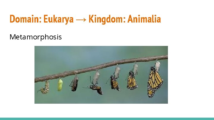 Domain: Eukarya → Kingdom: Animalia Metamorphosis 