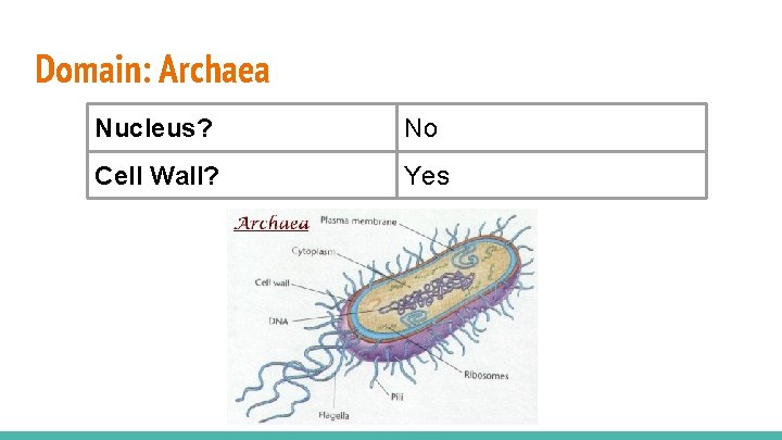 Domain: Archaea Nucleus? No Cell Wall? Yes 