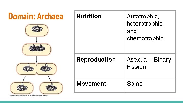 Domain: Archaea Nutrition Autotrophic, heterotrophic, and chemotrophic Reproduction Asexual - Binary Fission Movement Some