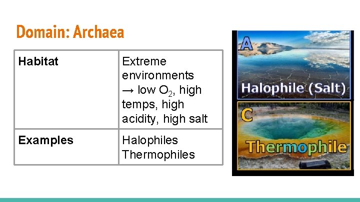 Domain: Archaea Habitat Extreme environments → low O 2, high temps, high acidity, high