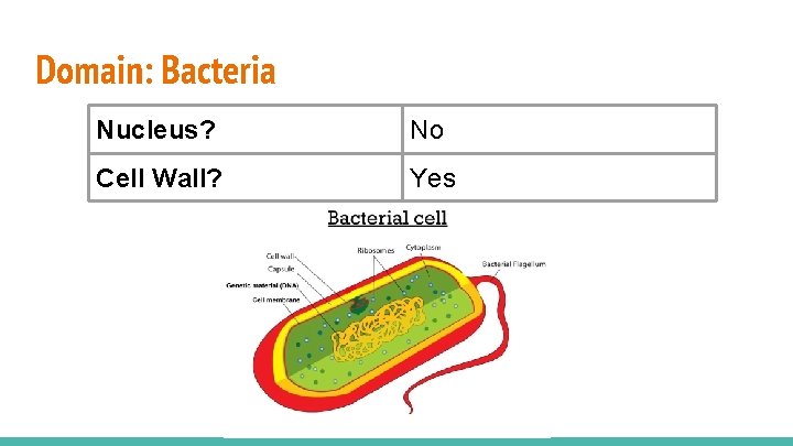 Domain: Bacteria Nucleus? No Cell Wall? Yes 