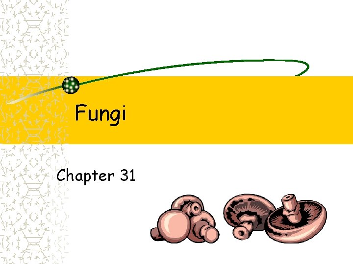 Fungi Chapter 31 