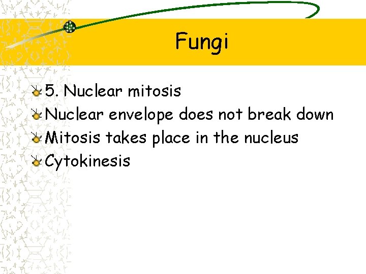 Fungi 5. Nuclear mitosis Nuclear envelope does not break down Mitosis takes place in