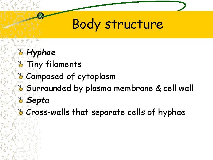 Body structure Hyphae Tiny filaments Composed of cytoplasm Surrounded by plasma membrane & cell