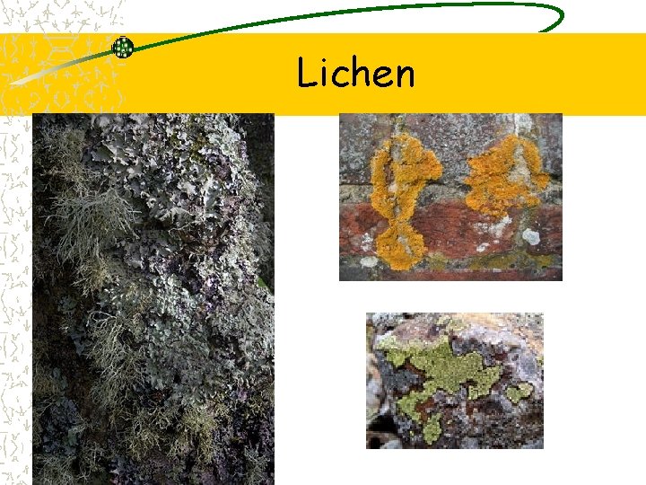 Lichen 