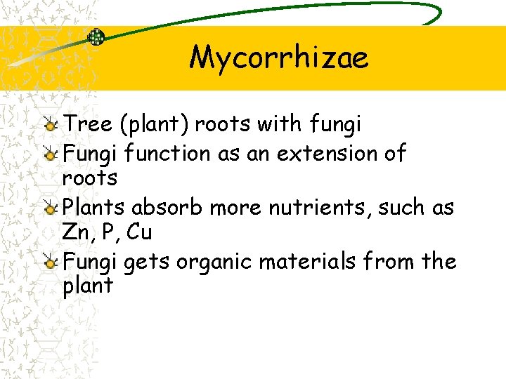 Mycorrhizae Tree (plant) roots with fungi Fungi function as an extension of roots Plants Mycorrhizae Tree (plant) roots with fungi Fungi function as an extension of roots Plants