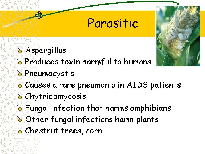 Parasitic Aspergillus Produces toxin harmful to humans. Pneumocystis Causes a rare pneumonia in AIDS Parasitic Aspergillus Produces toxin harmful to humans. Pneumocystis Causes a rare pneumonia in AIDS