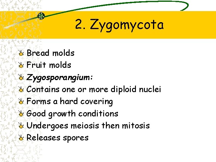 2. Zygomycota Bread molds Fruit molds Zygosporangium: Contains one or more diploid nuclei Forms